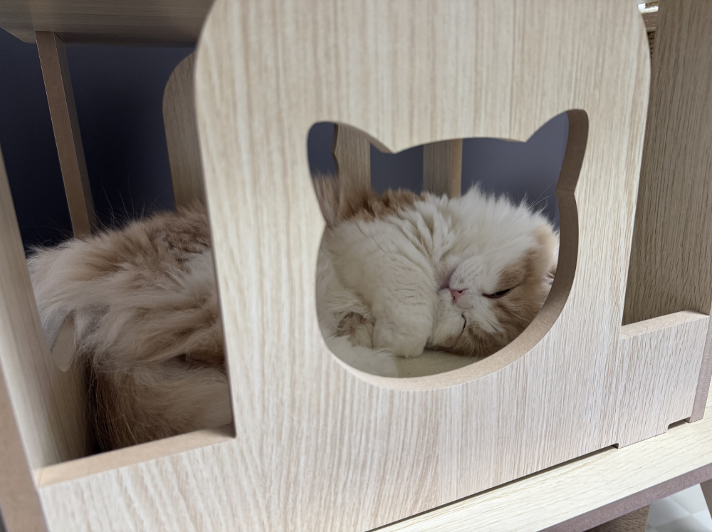 ソファの隣の小部屋で寝てるうに