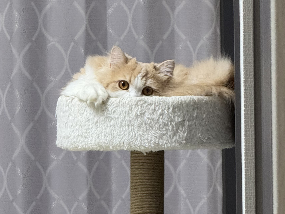 うにがキャットタワーからパパを見つめる様子