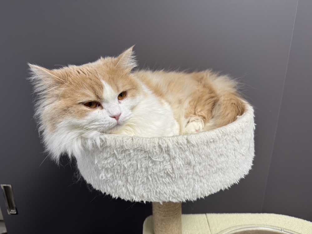 うにがキャットタワーの頂上にいる様子