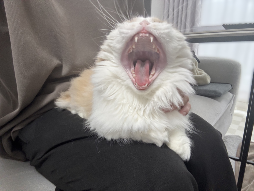 寝起きでおおあくびするうに