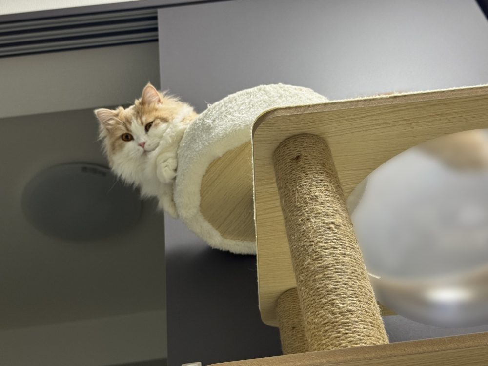 うにがキャットタワーの頂上から下界を見下ろす様子