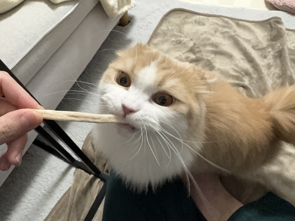 歯磨きおやつを食べてるうに