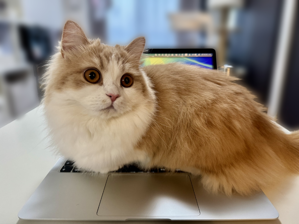ネコハラ中
