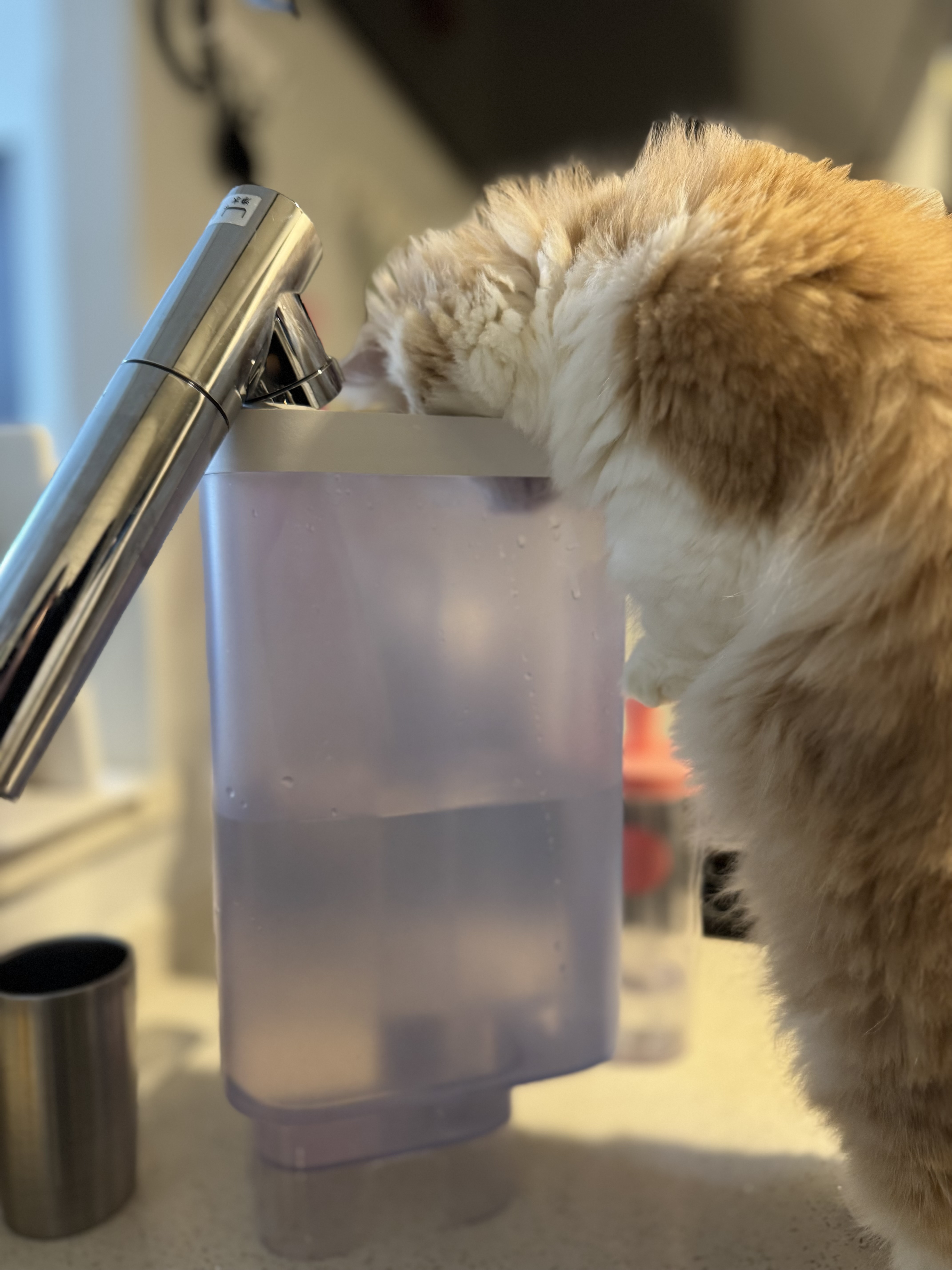 うにが加湿器のタンクに顔を突っ込んでいる様子