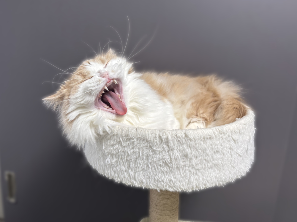 キャットタワーの上で欠伸するうに
