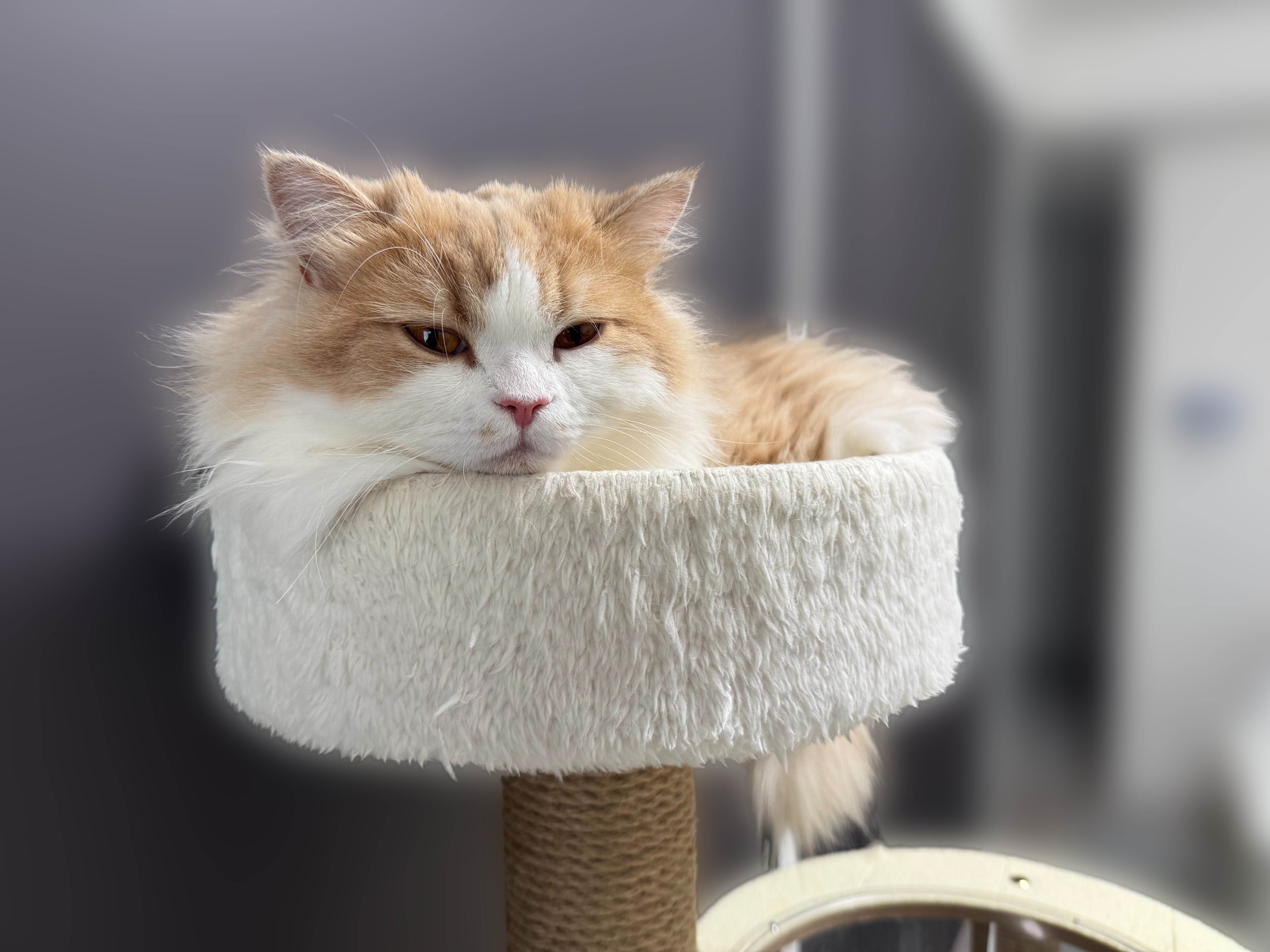 キャットタワーの頂上でくつろぐうに
