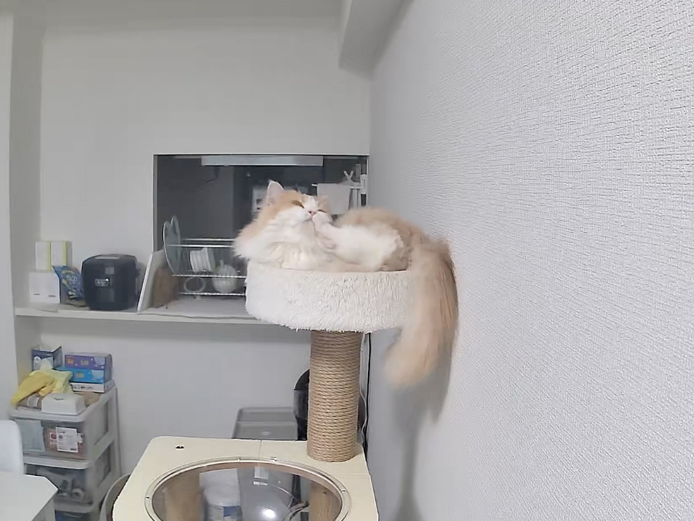 留守番中にまったりしているうに