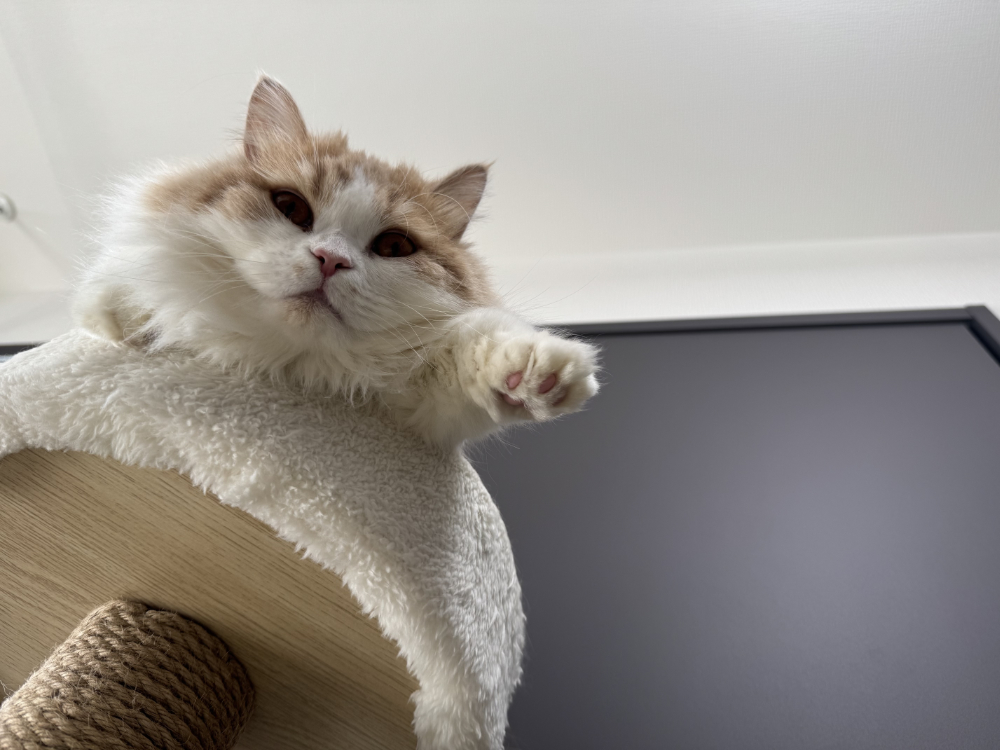 ソファから見下ろす猫のうに。キャットタワーから飼い主を見つめる様子