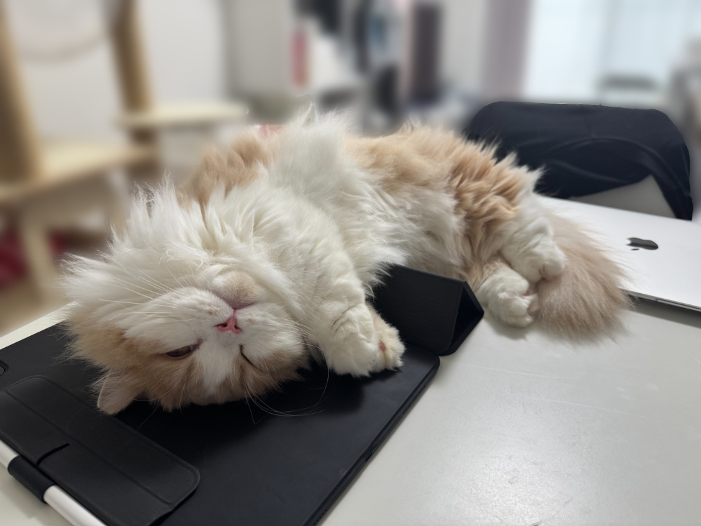 ふわふわな毛並みのうに