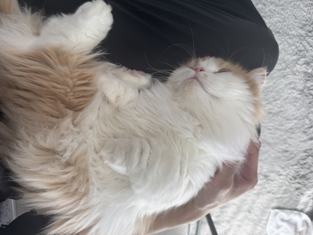 カット前のモサモサうに