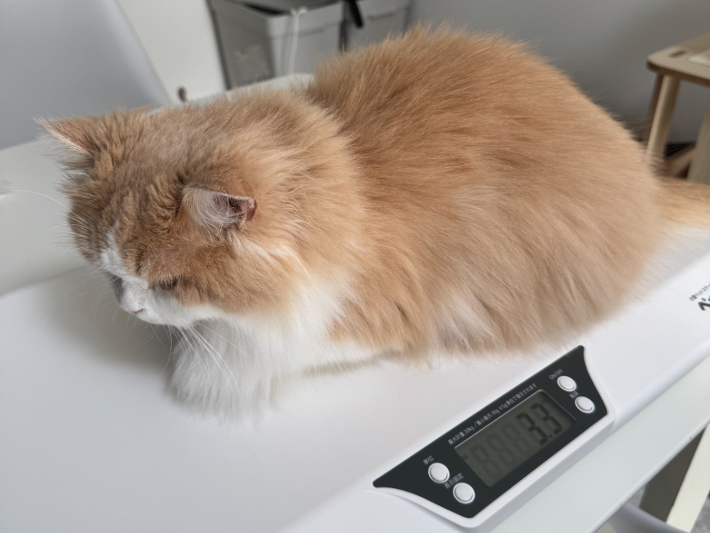 マンチカン「うに」が体重計に乗っている写真(3.3kg)