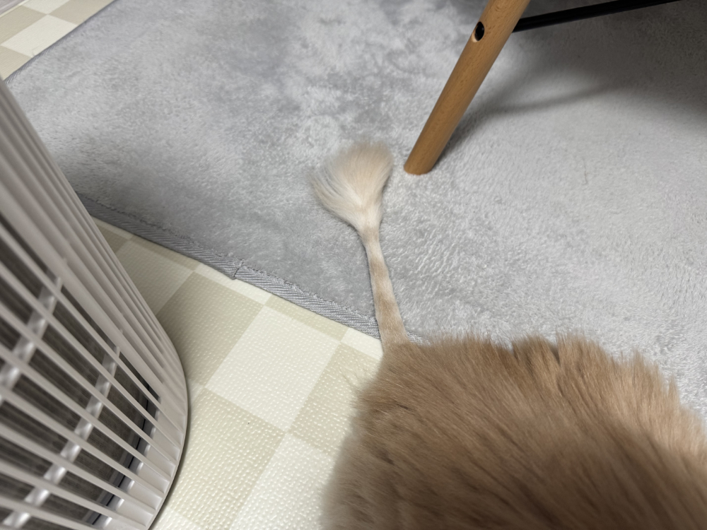 ライオン尻尾