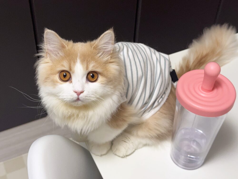 術後服をクリップで留めた『うに』①